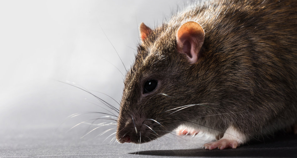 Keeping Mice and Rats Out of the House