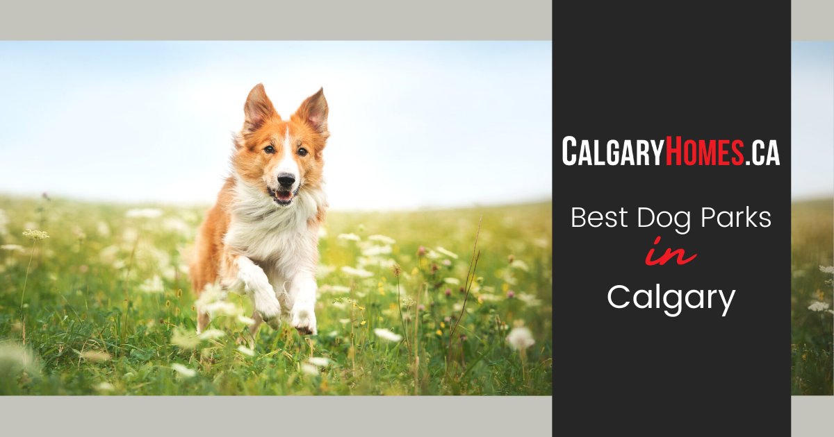 Best Dog Parks in Calgary
