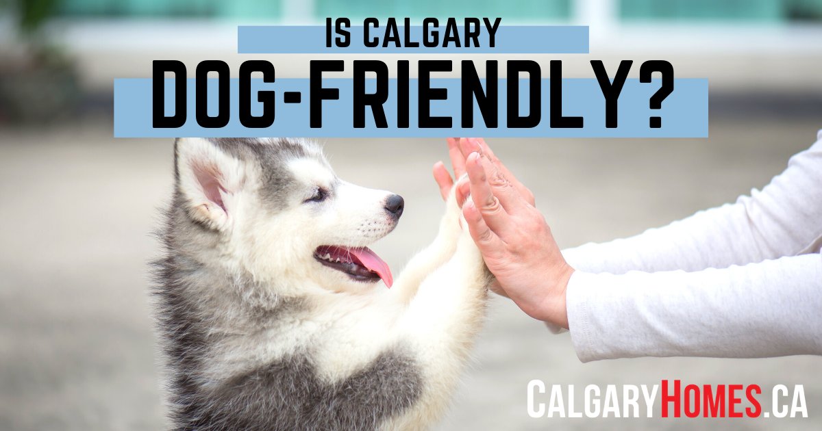 Is Calgary Dog-Friendly?